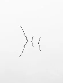 tre ramoscelli - Fotografia Fineart di Holger Nimtz