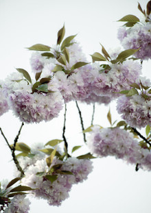 Studio Na.hili, Nuvole di fiori di ciliegio