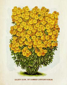Grafica vintage della natura, bagliore dorato o crisantemo estivo - Germania, Europa)