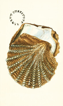 Grafica della natura vintage, illustrazione vintage Shell 2 (Germania, Europa)