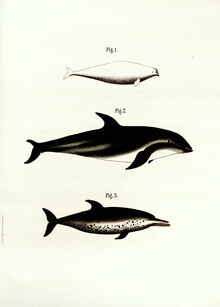 Grafica della natura vintage, illustrazione vintage balene 2 (Germania, Europa)