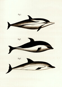 Grafica della natura vintage, illustrazione vintage Dolphins 2 (Germania, Europa)