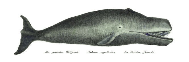 Grafica naturale vintage, balena Bowhead (Paesi Bassi, Europa)