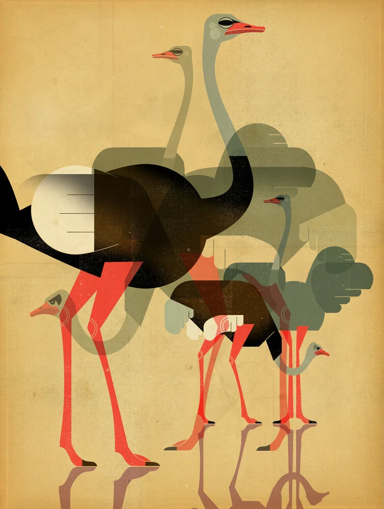 Struisvogels - Fineart fotografie door Dieter Braun