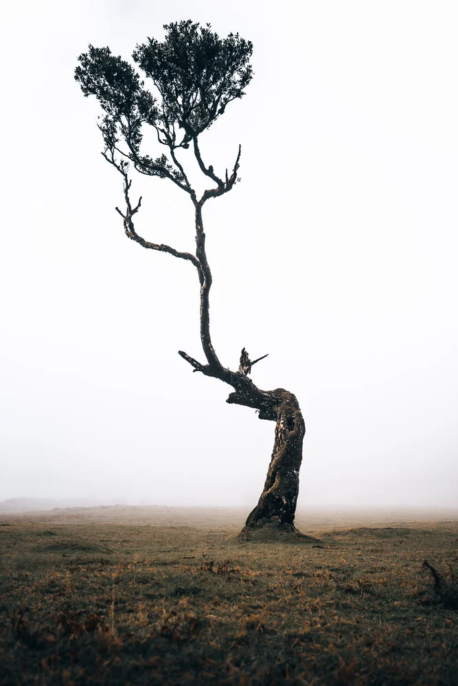 Lonely Tree - Fineart fotografie door Sergej Antoni