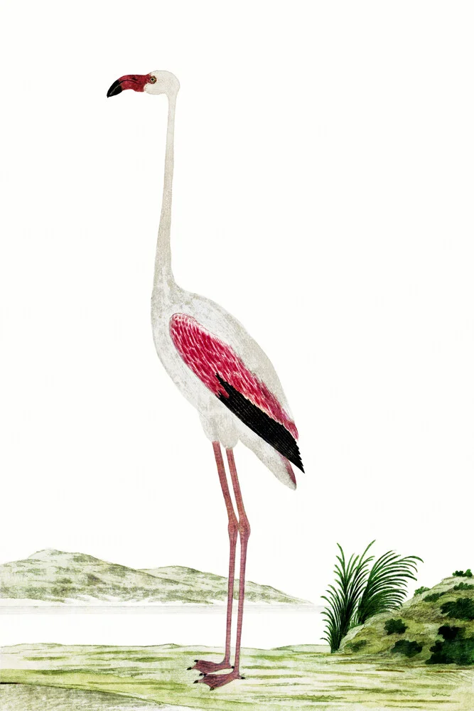 Robert Jacob Gordon: Phoenicopterus ruber roseus grotere flamingo - Fineart fotografie door Vintage Nature Graphics