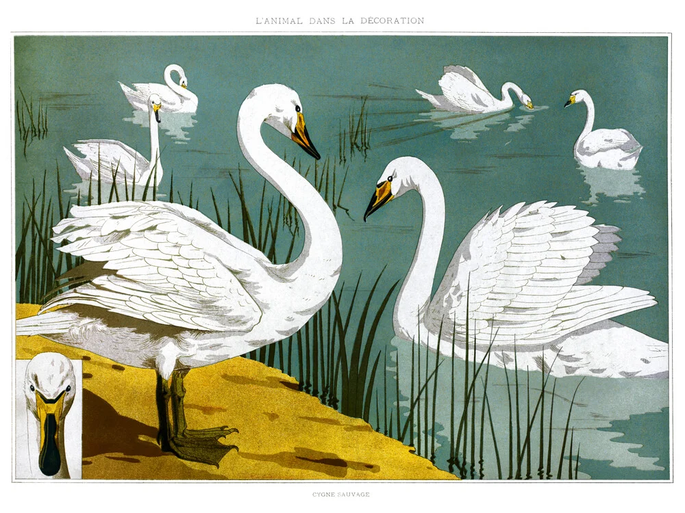 Cygne sauvage van L'animal dans la Décoration - Fineart fotografie door Vintage Nature Graphics