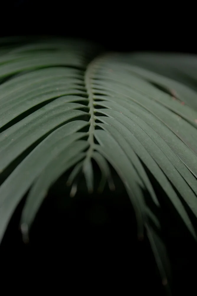 Palmboom no.2 - fotokunst van Froilein Juno