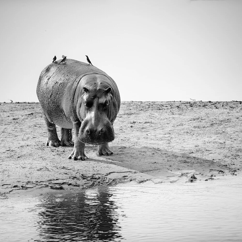 nijlpaard amphibius - Fineart fotografie door Dennis Wehrmann