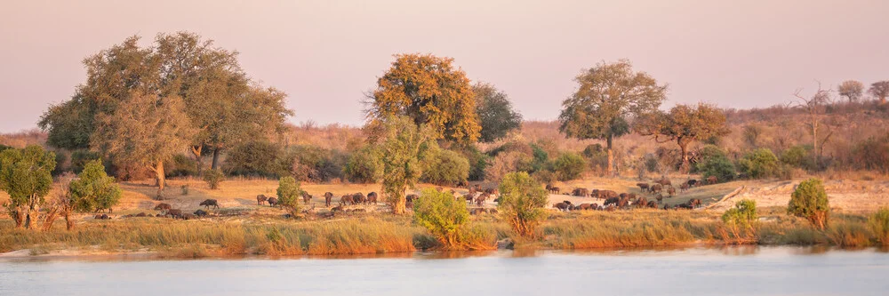 Panorama zonsondergang op de Zambezi met buffels - Fineart fotografie door Dennis Wehrmann