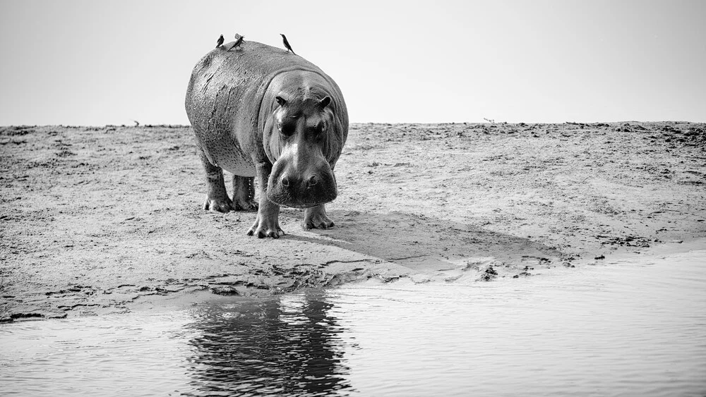 nijlpaard amphibius - Fineart fotografie door Dennis Wehrmann