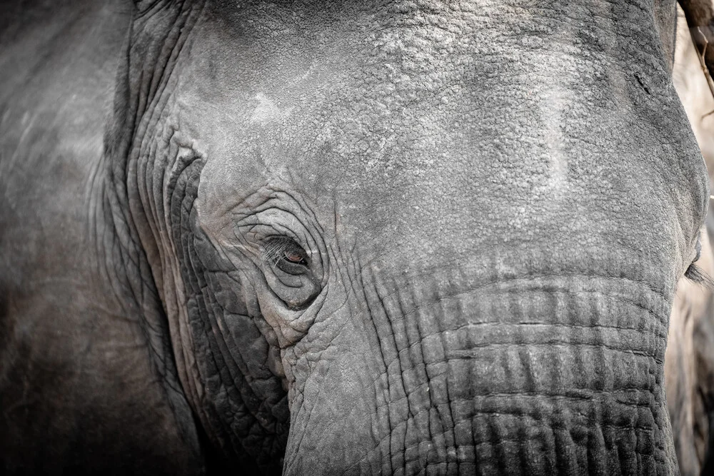 Portret olifant South Luangwa Nationalpark Zambia - Fineart fotografie door Dennis Wehrmann