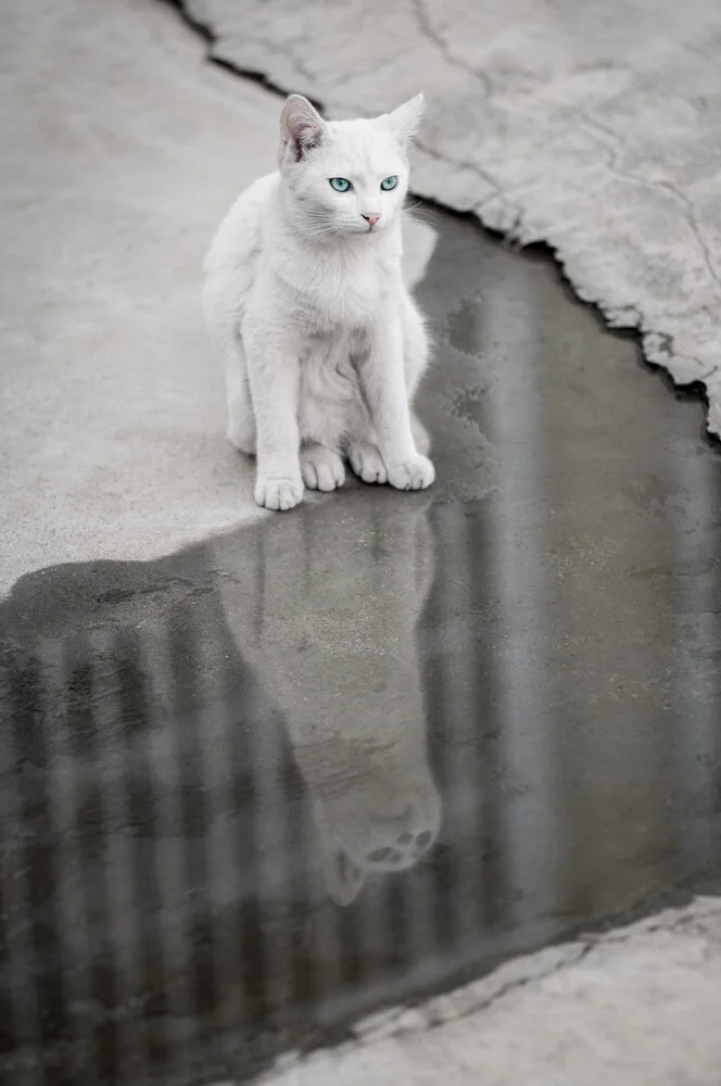 Cat Life - Fineart fotografie door AJ Schokora