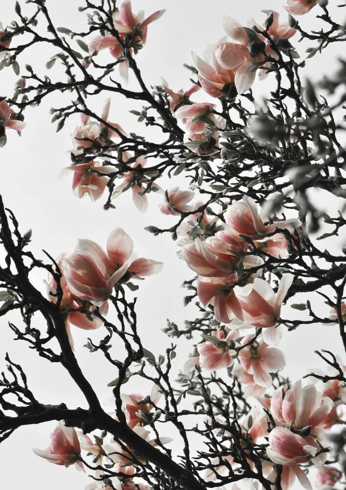 Prachtige Blush Magnolia - fotokunst von Studio Na.hili