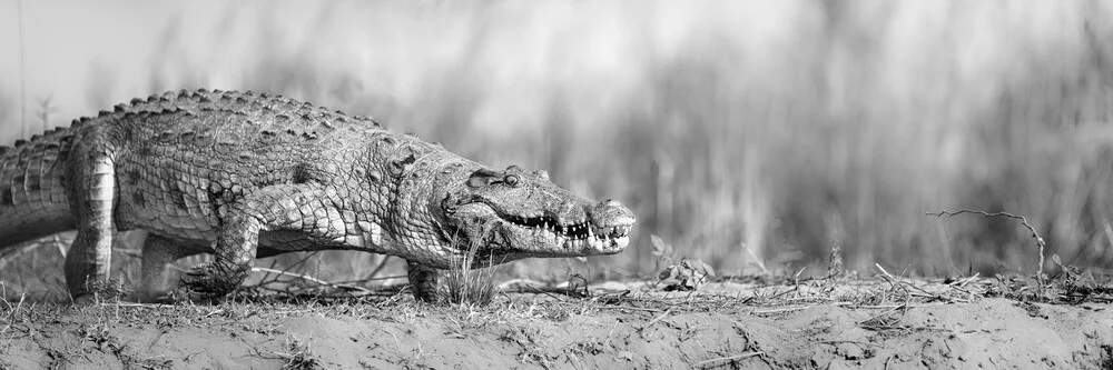 crocodylia - Fineart fotografie door Dennis Wehrmann