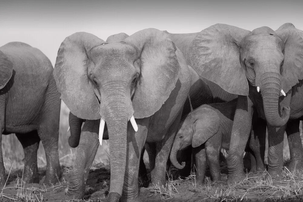 olifanten - Fineart fotografie door Dennis Wehrmann