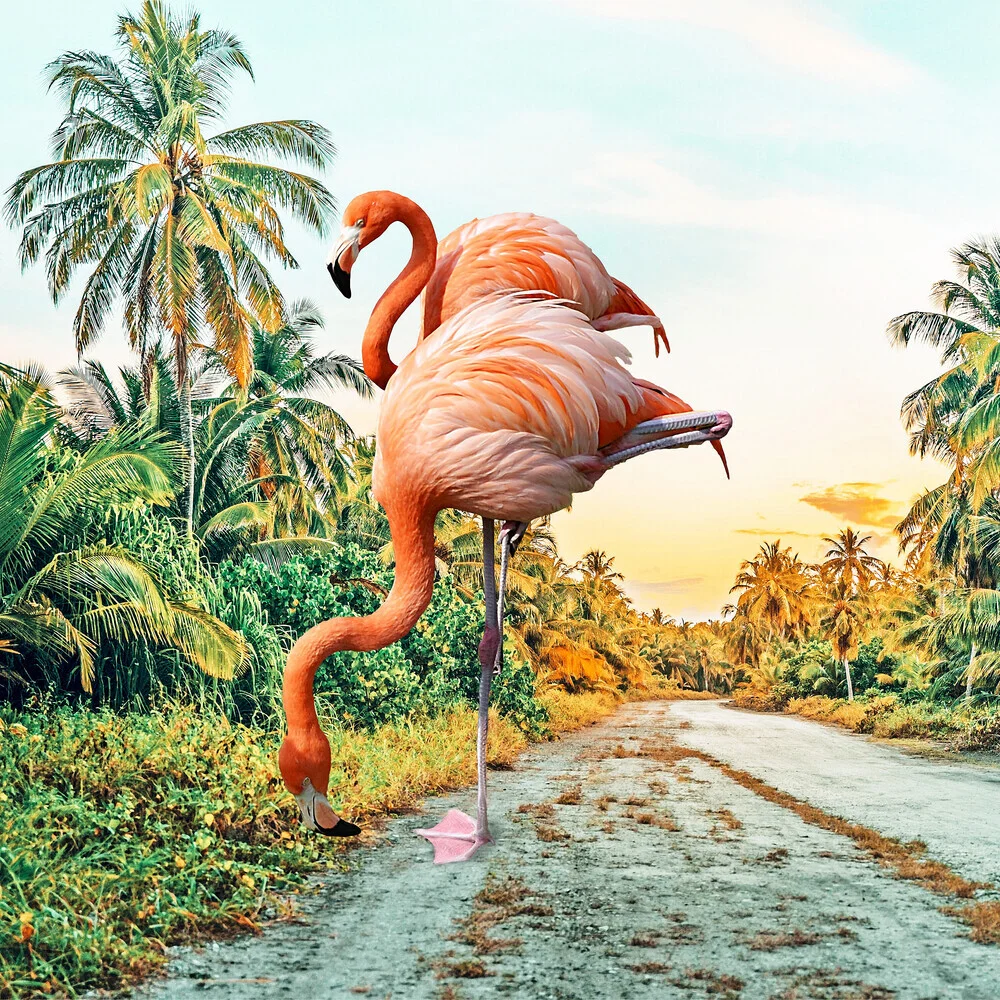 Flamingo Vacay - Fineart fotografie door Uma Gokhale