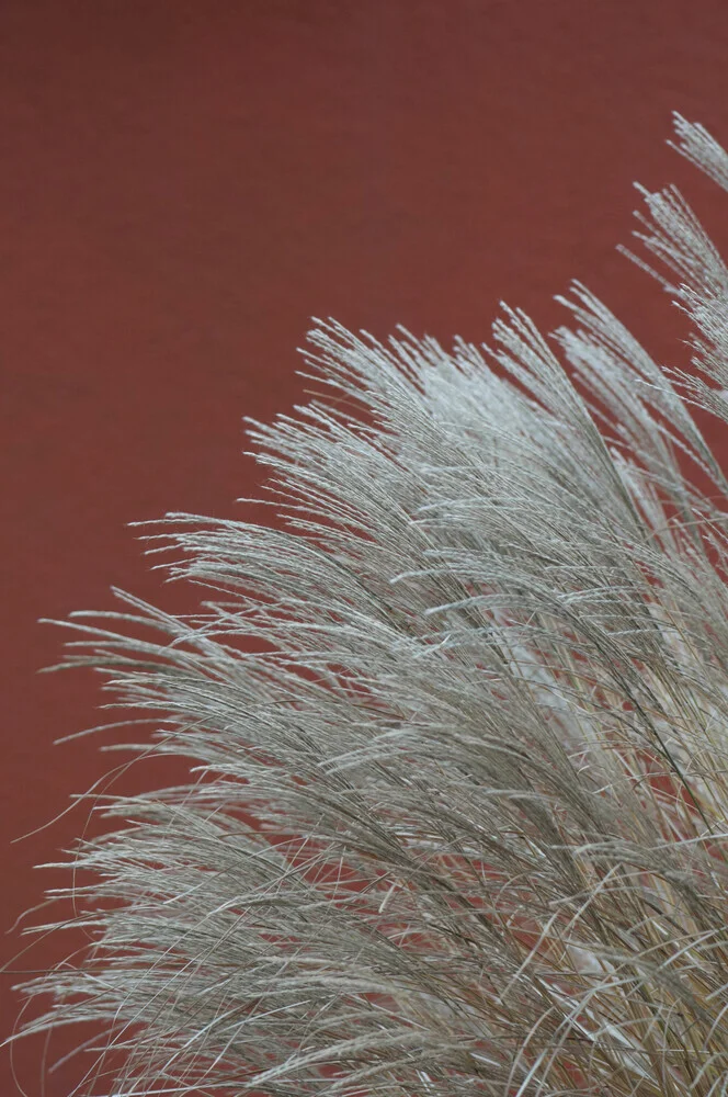 grassen in de WIND - terracotta - Fineart fotografie door Studio Na.hili