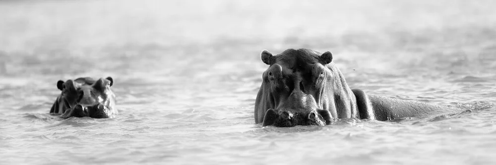 nijlpaard amphibiu - Fineart fotografie door Dennis Wehrmann