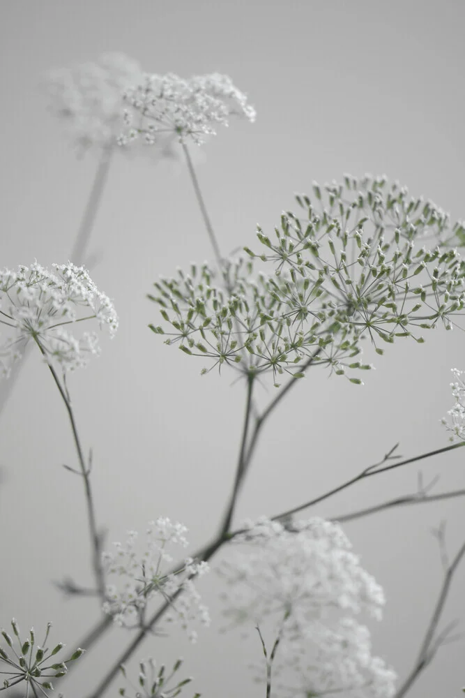 witte greige bloembloesems - Fineart fotografie door Studio Na.hili