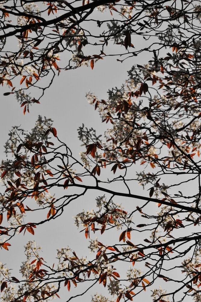 grafische lente en bloem sfeer - Fineart fotografie door Studio Na.hili