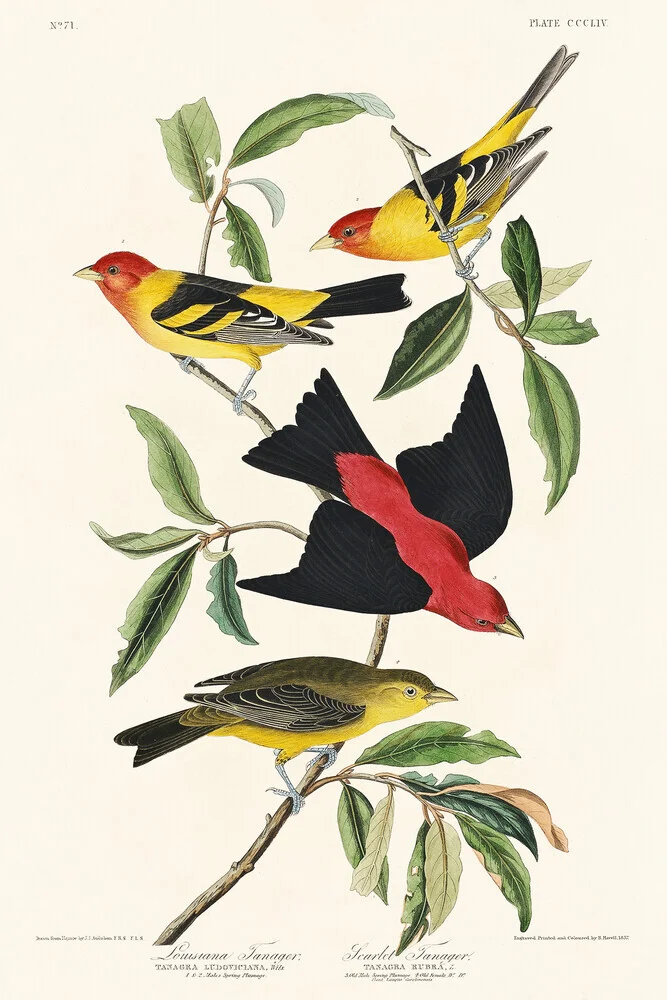 Louisiana Tanager en Scarlet Tanager - Fineart fotografie door Vintage Nature Graphics