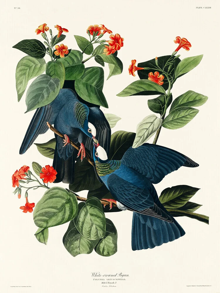 Witgekroonde duiven - Fineart fotografie door Vintage Nature Graphics