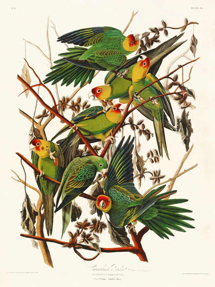 Carolina Parrots - Fineart fotografie door Vintage Nature Graphics