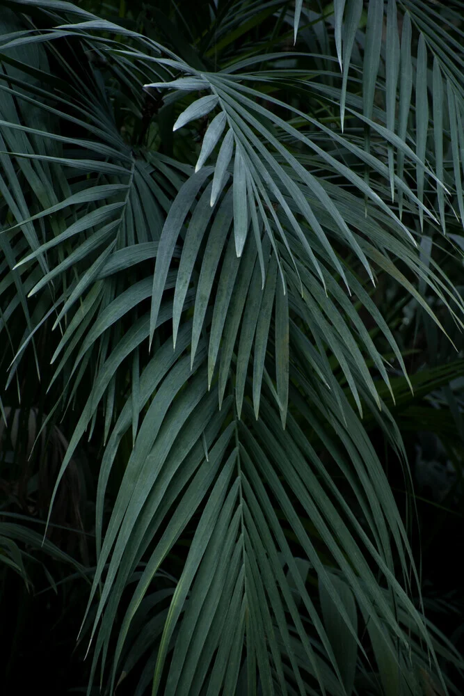 groen blauwe tropische palmbladeren - Fineart fotografie door Studio Na.hili