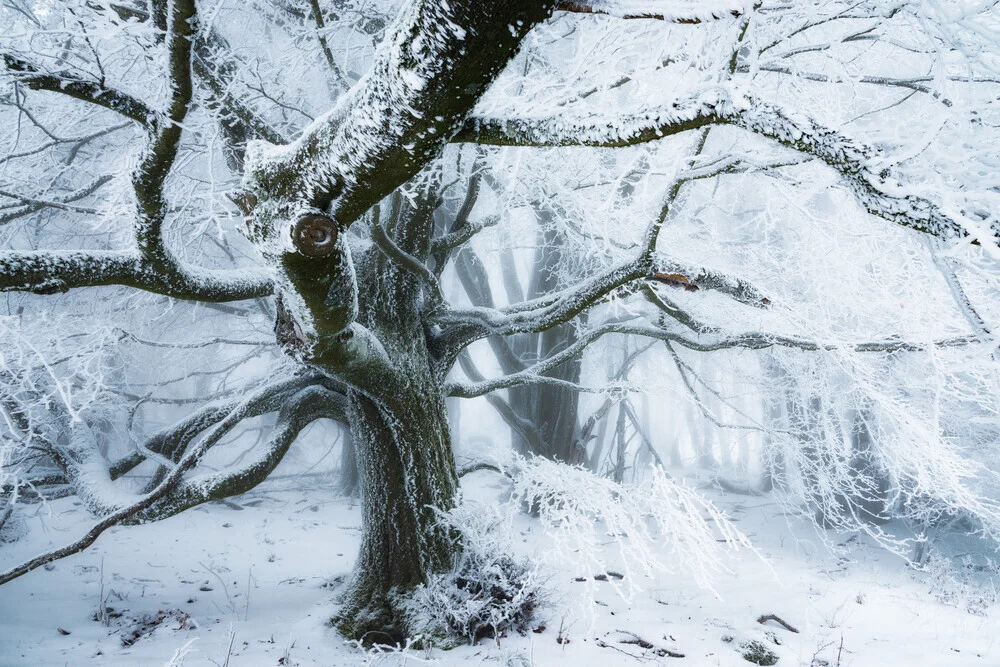 Wezens van het bos I - Fineart-fotografie door Heiko Gerlicher