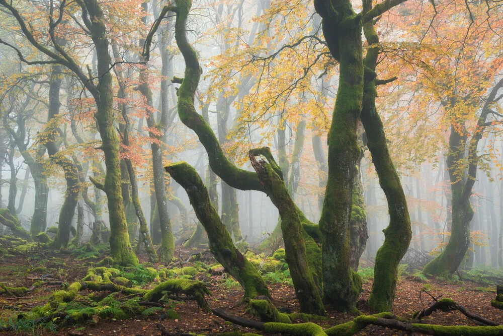 Wezens van het bos VI - Fineart-fotografie door Heiko Gerlicher