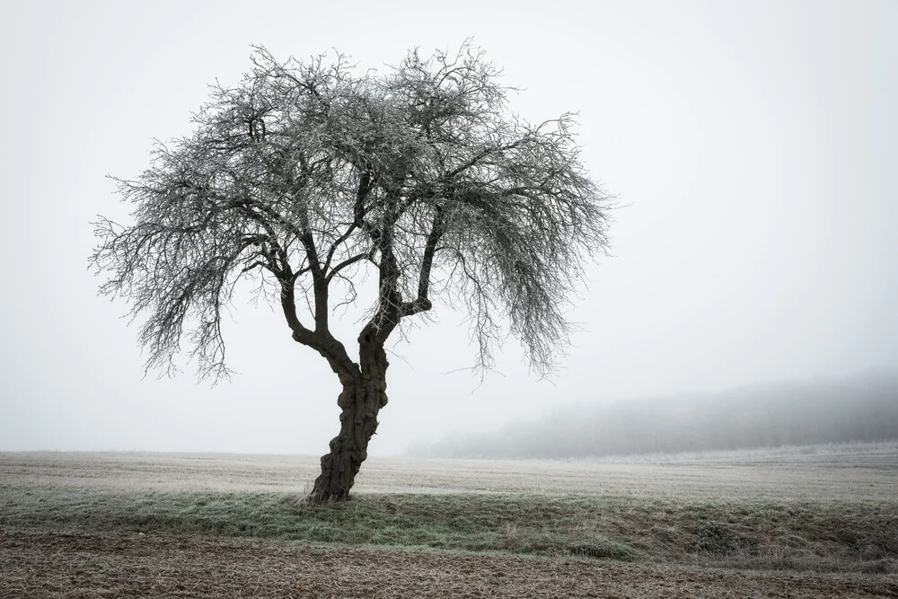 Eenzame boom # 2 - Fineart-fotografie door Heiko Gerlicher