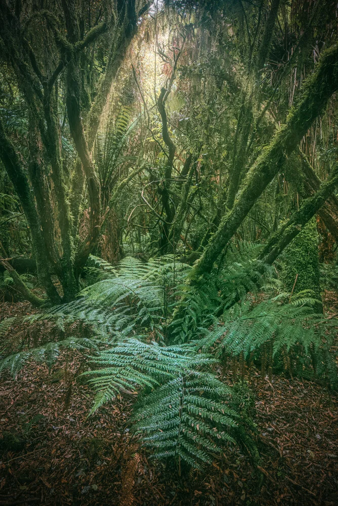 Neuseeland Urwald mit Farn - Fineart-fotografie door Jean Claude Castor