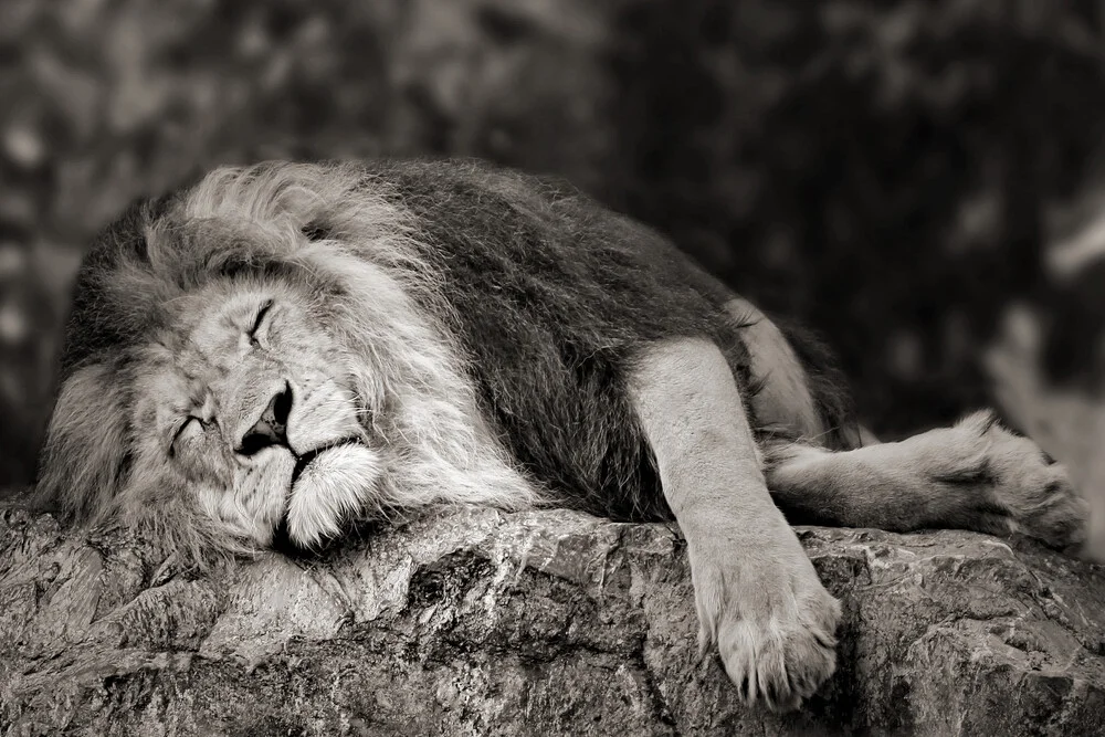 schlafender Löwe - Fineart fotografie door Elke Krone