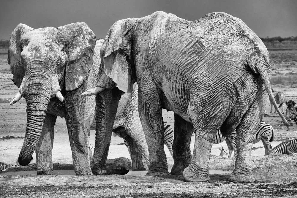 Muddy Elephents Etosha National Park - Fineart fotografie door Dennis Wehrmann