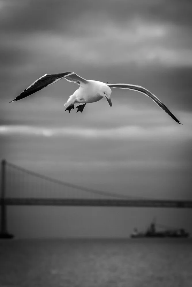 Zeemeeuw bij de Golden Gate Bridge - fotokunst von Jörg Faißt
