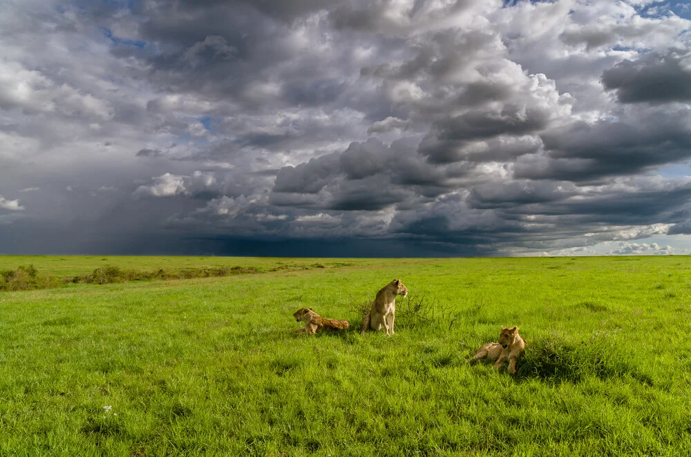 Jonge leeuwen - te lui om te jagen - Fineart fotografie door Ralf Germer