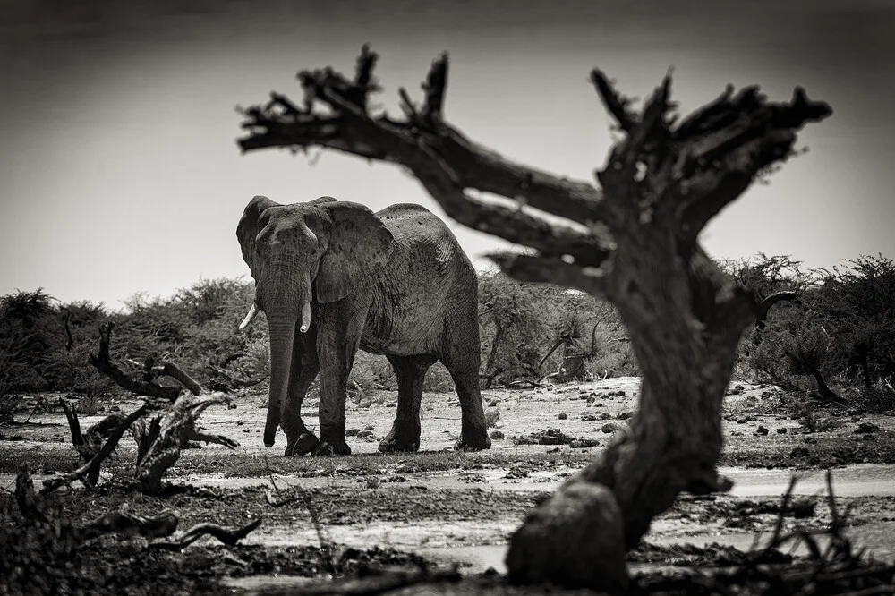 Elefant bij het derde brugkamp in Botsuana - Fineart-fotografie door Franzel Drepper