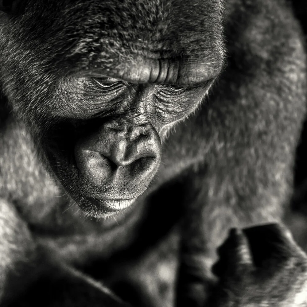 De mens als een opgestane aap - Fineart-fotografie door Regis Boileau