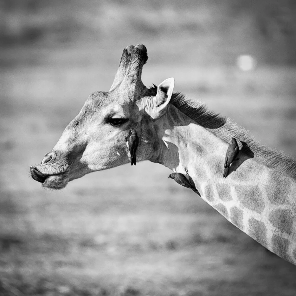 giraf met ossenpikkers aan de rivieroever van Chobe - Fineart-fotografie door Dennis Wehrmann