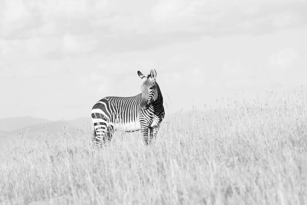 Zebra - Fineart fotografie door Eva Stadler