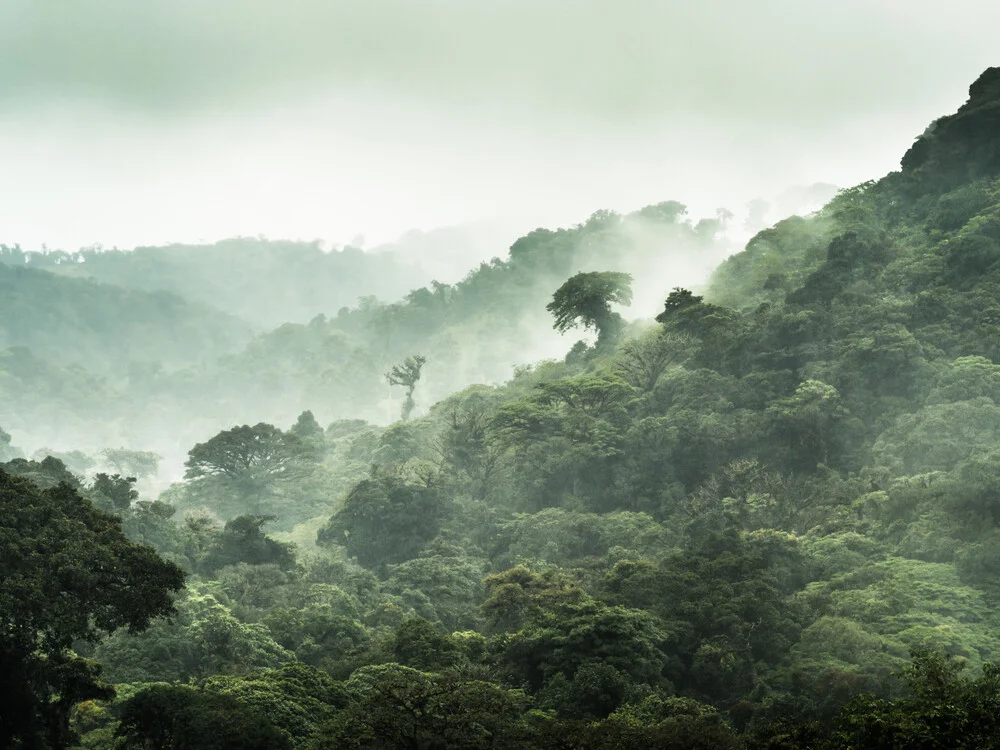 Der Nebelwald von Monteverde 3 - Fineart fotografie door Johann Oswald