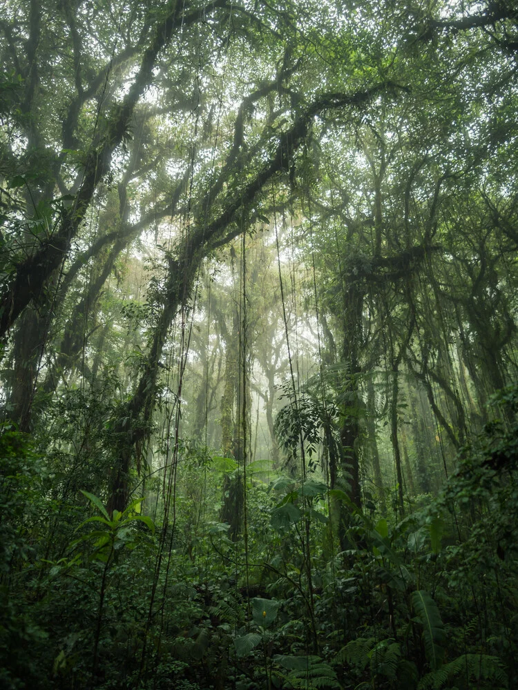 Santa Elena Cloud Forest 2 - Fineart fotografie door Johann Oswald