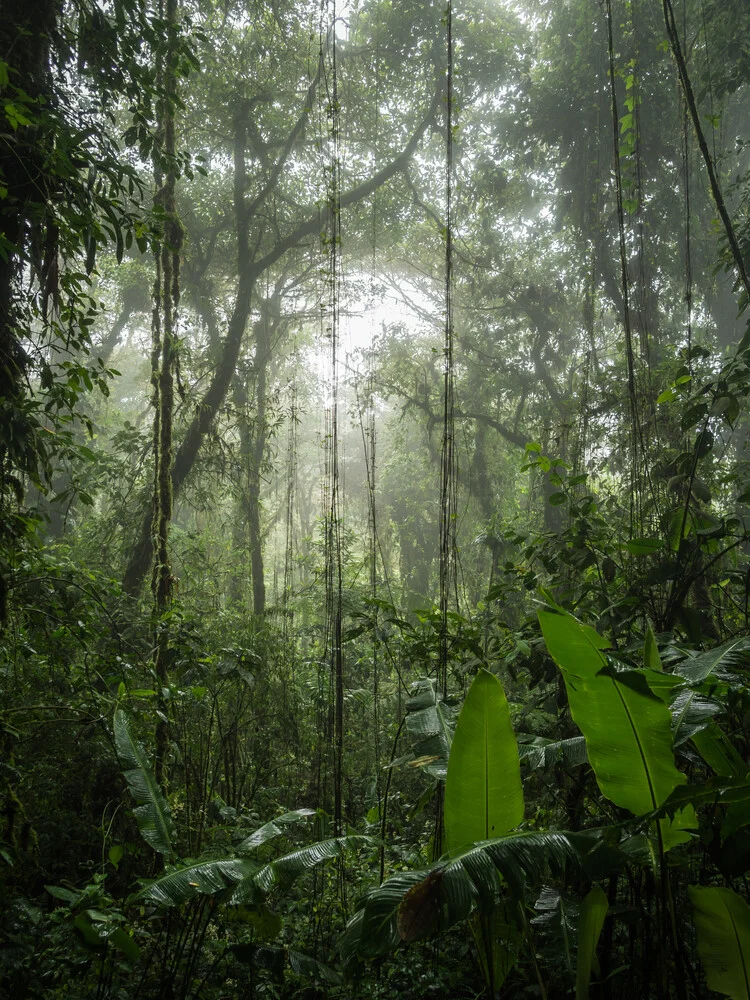 Santa Elena Cloud Forest 3 - Fineart fotografie door Johann Oswald