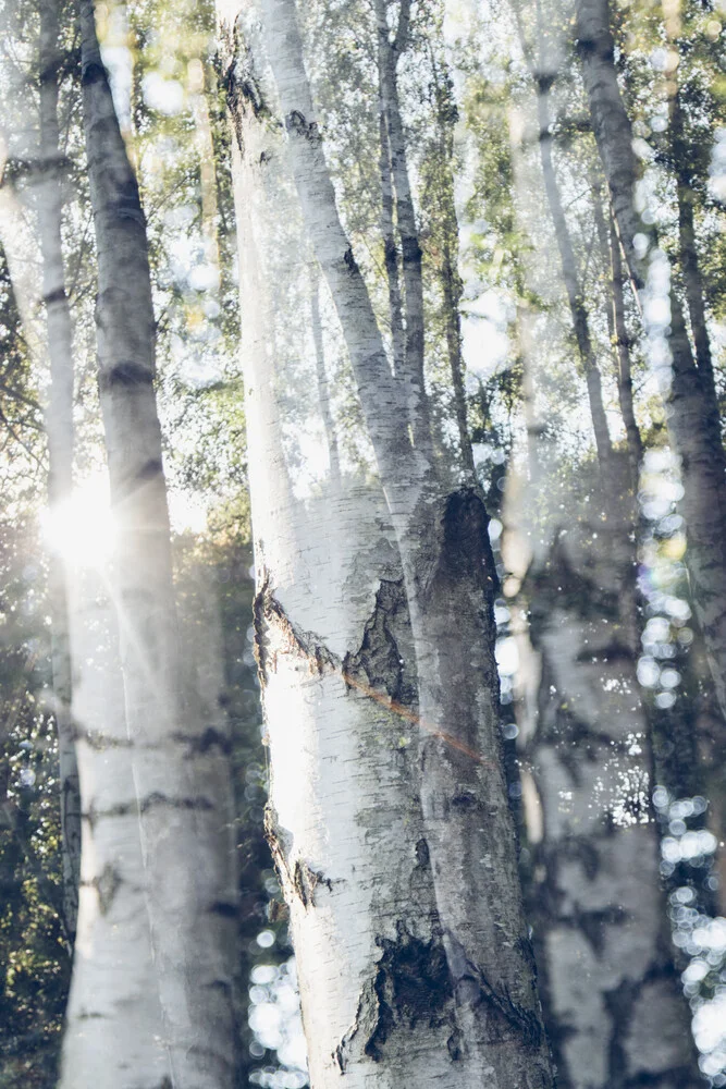 Birken im Sonnenlicht - fotokunst van Nadja Jacke