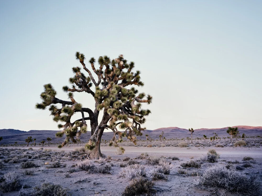 Joshua Tree - Death Valley.* VS - fotokunst von Ronny Ritschel
