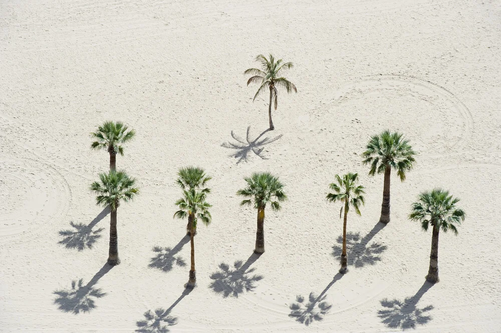 Palmen - fotokunst van Daniel Schoenen