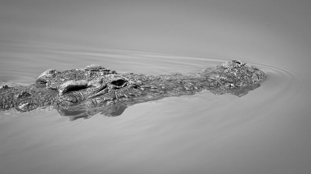 Krokodil Zuid-Afrika - Fineart fotografie door Dennis Wehrmann