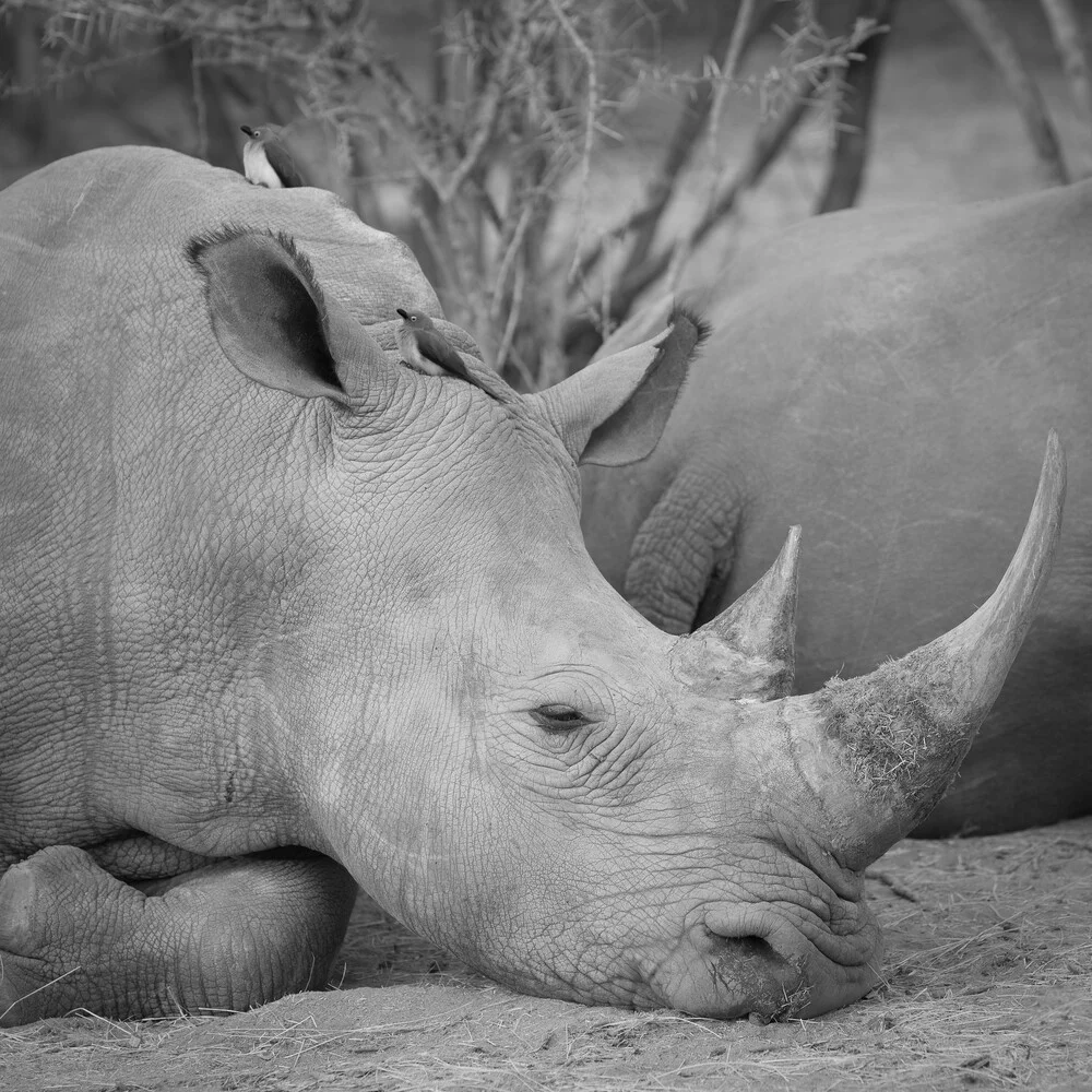 Rhino Kapama Game Reserve Zuid-Afrika - Fineart fotografie door Dennis Wehrmann