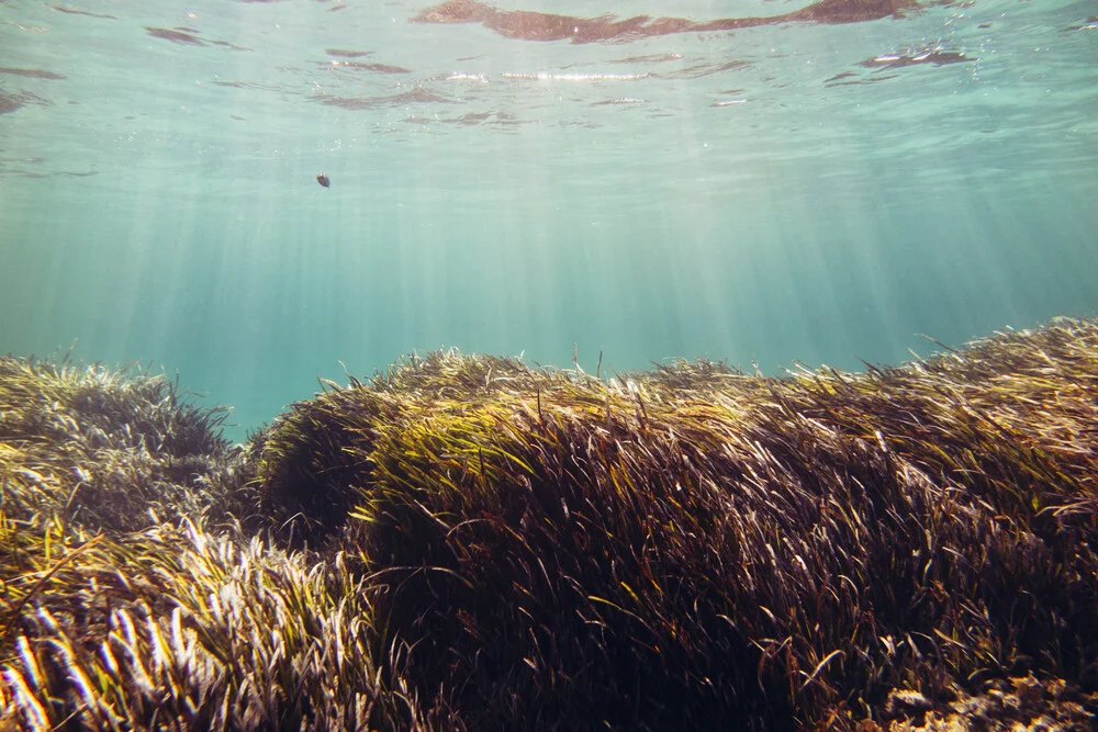 Formentera Underwater - Fineart fotografie door Nadja Jacke
